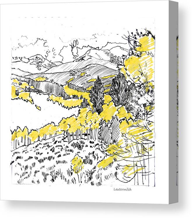 Yellow Aspens Canvas Print featuring the drawing Yellow Aspens Colorado Mountains by John Lautermilch