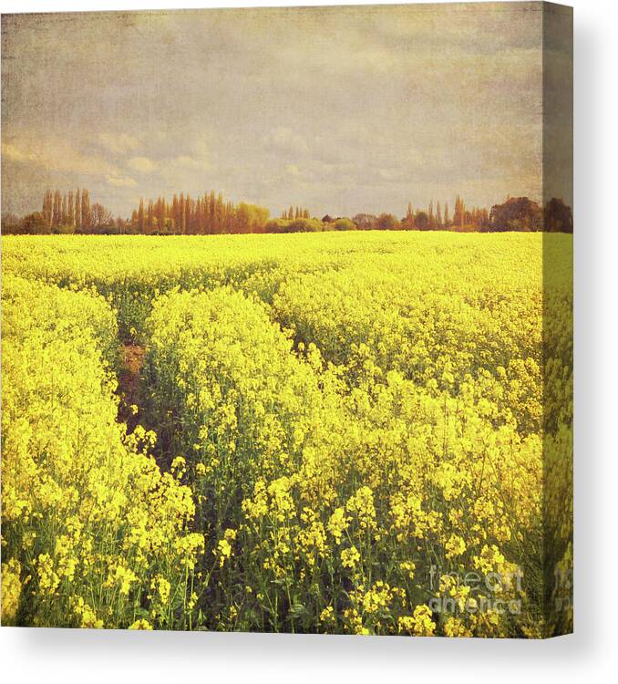 Yellow Canvas Print featuring the photograph Yellow Field by Lyn Randle