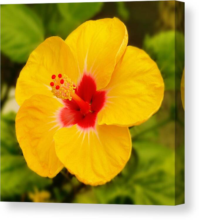 Hibiscus Canvas Print featuring the photograph Yellow Hibiscus by Mike McGlothlen