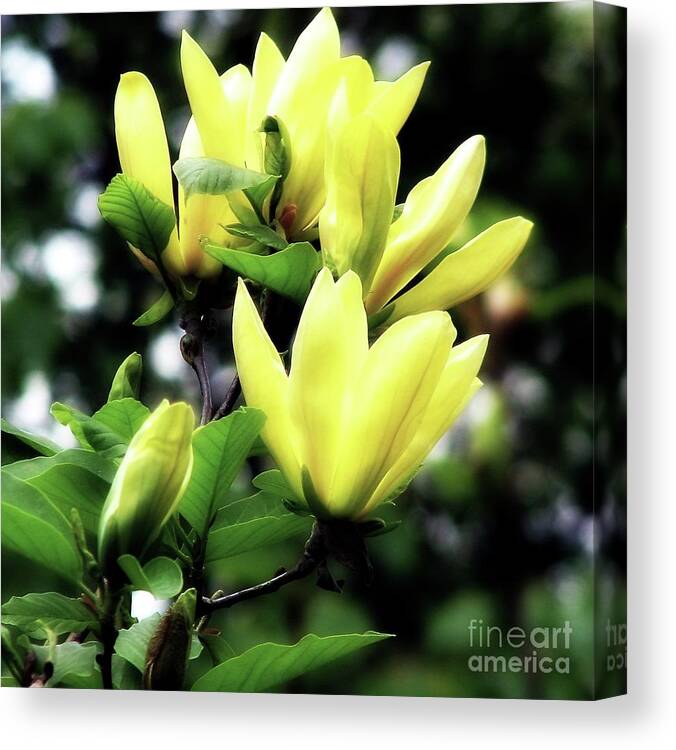Yellow Canvas Print featuring the photograph Yellow Magnolia Flowers Macro Sunshine Glow Effect by Rose Santuci-Sofranko