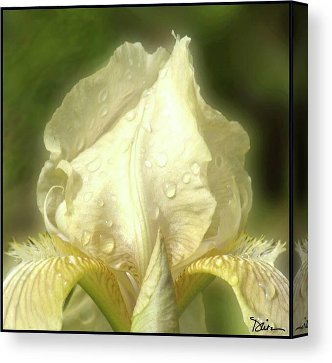 Iris Canvas Print featuring the photograph Yellow Queen by Peggy Dietz