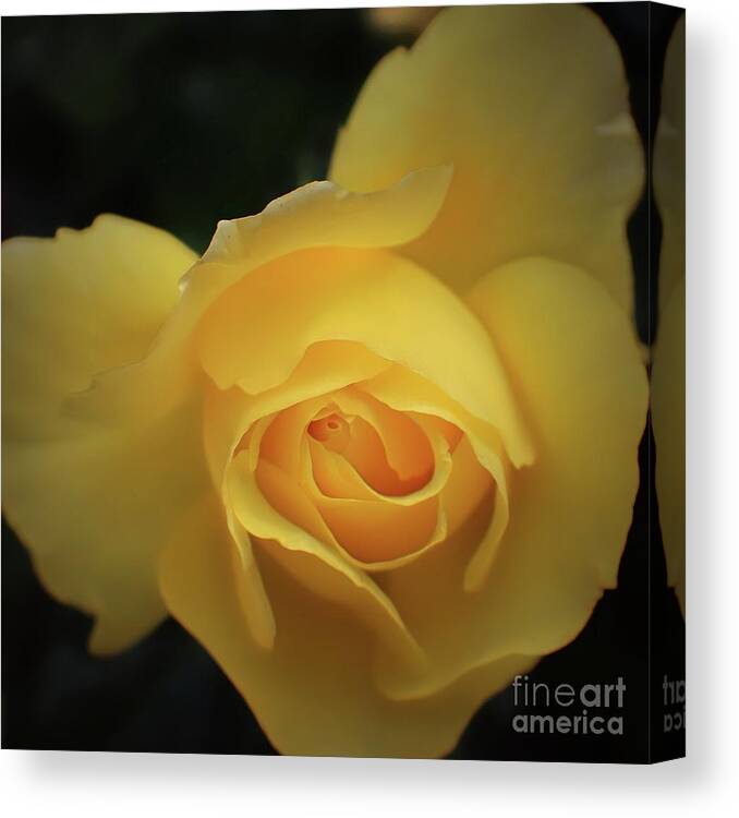 Yellow Rose Canvas Print featuring the photograph Yellow Rose Garden two by Ella Kaye Dickey