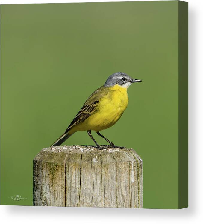 Yellow Wagtail Canvas Print featuring the photograph Yellow Wagtail perching on the roundpole a close-up by Torbjorn Swenelius