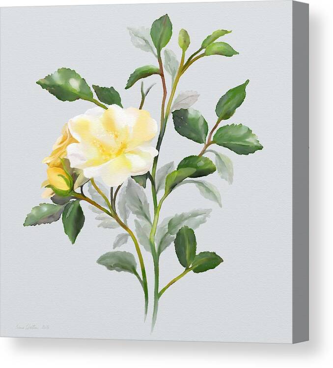 Rose Canvas Print featuring the painting Yellow Watercolor Rose by Ivana Westin