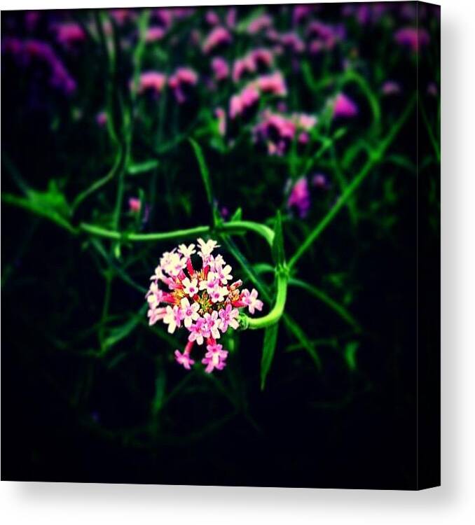 Flower Canvas Print featuring the photograph You Have No Competition by Brandon McKenzie