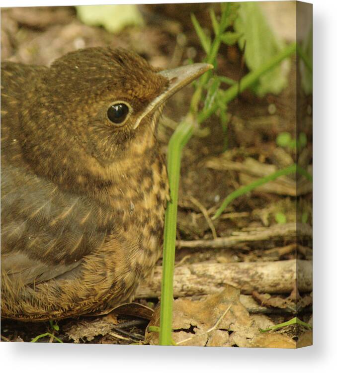 Young Canvas Print featuring the photograph Young Blackbird Closeup by Adrian Wale