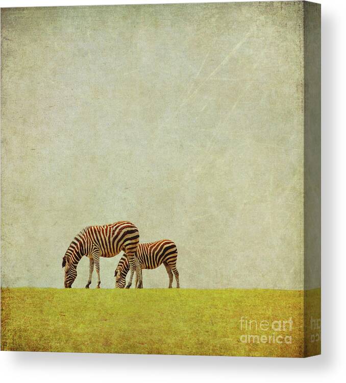 Zebras Canvas Print featuring the photograph Zebra by Lyn Randle