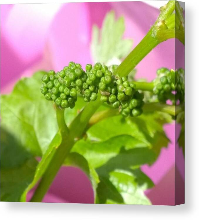 Vineyard Canvas Print featuring the photograph #zinfandel #wine #grapes Baby Buds by Shari Warren