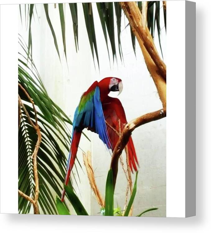 Sfzoo Canvas Print featuring the photograph #zooday #sfzoo
#macaw by Jennifer D