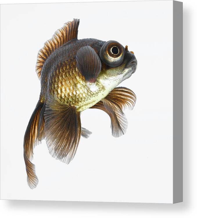 White Background Canvas Print featuring the photograph Black Moor Goldfish Carassius Auratus #1 by Don Farrall