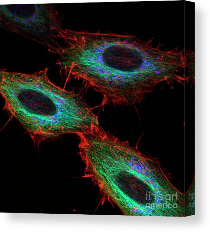 Cytoskeleton Canvas Print featuring the photograph Cell Structure #1 by Stefanie Reichelt/science Photo Library