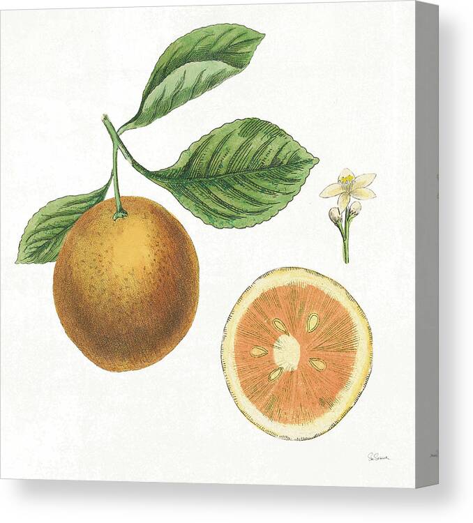 Blossoms Canvas Print featuring the painting Classic Citrus Iv #1 by Sue Schlabach