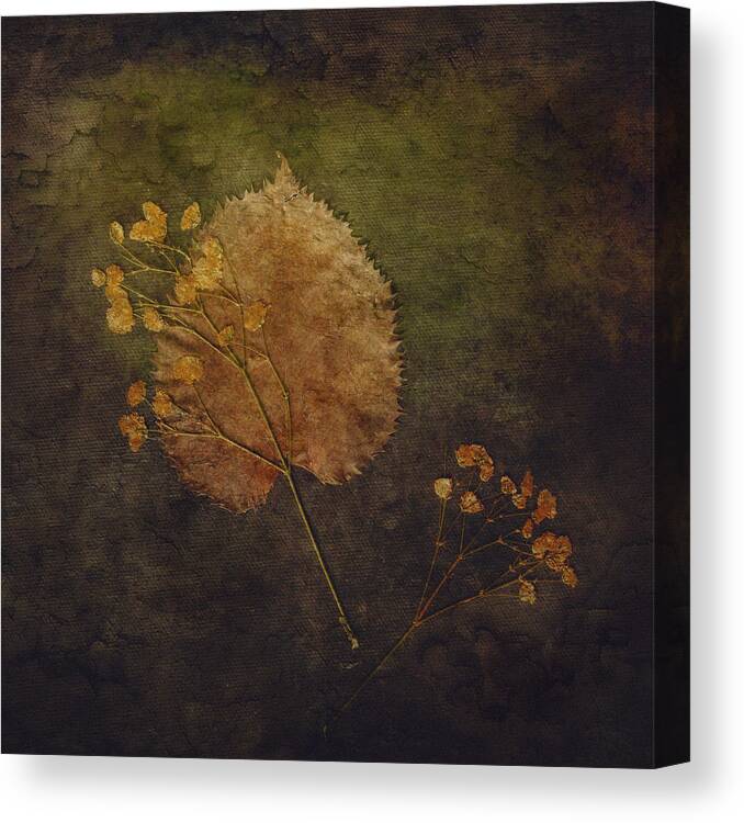 Leaf Canvas Print featuring the photograph Embedded #1 by iek K?ral