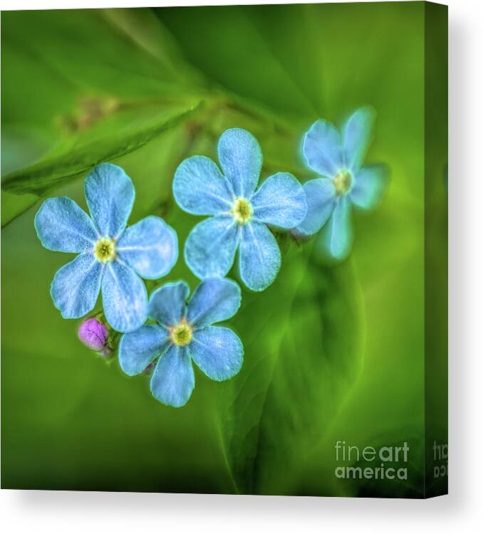 Wild Flower Canvas Print featuring the photograph Forget Me Not #1 by Roxie Crouch