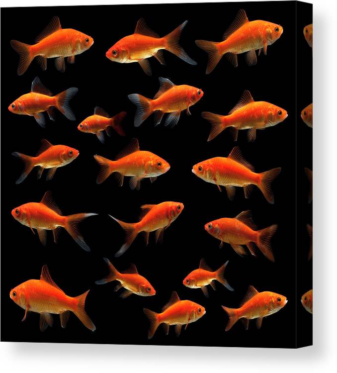 Concepts & Topics Canvas Print featuring the photograph Goldfish #1 by Mike Kemp