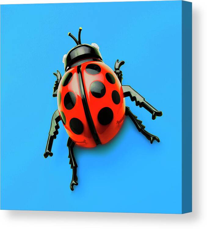 Animal Canvas Print featuring the drawing Ladybug #1 by CSA Images