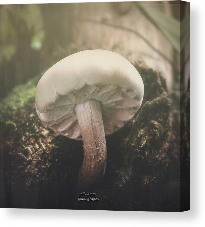 Outdoors Canvas Print featuring the digital art Look at the mushroom #1 by Silvia Marcoschamer