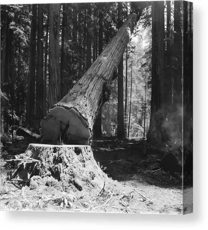 1950-1959 Canvas Print featuring the photograph Pacific Lumber Company #1 by Nat Farbman