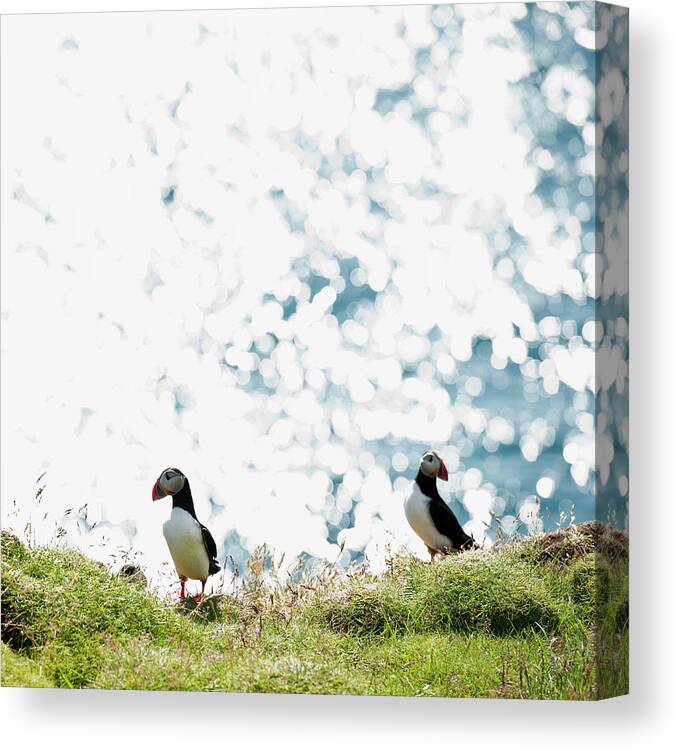 Grass Canvas Print featuring the photograph Puffin And Sea #1 by Roine Magnusson