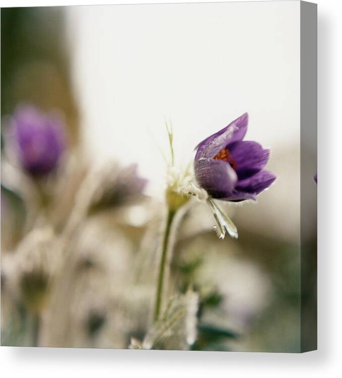 Purple Canvas Print featuring the photograph Purple Flowers #1 by Charles Gullung