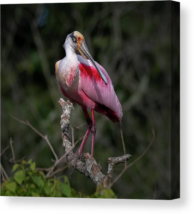 Rookery Canvas Print featuring the photograph Roseate Spoonbill #1 by JASawyer Imaging