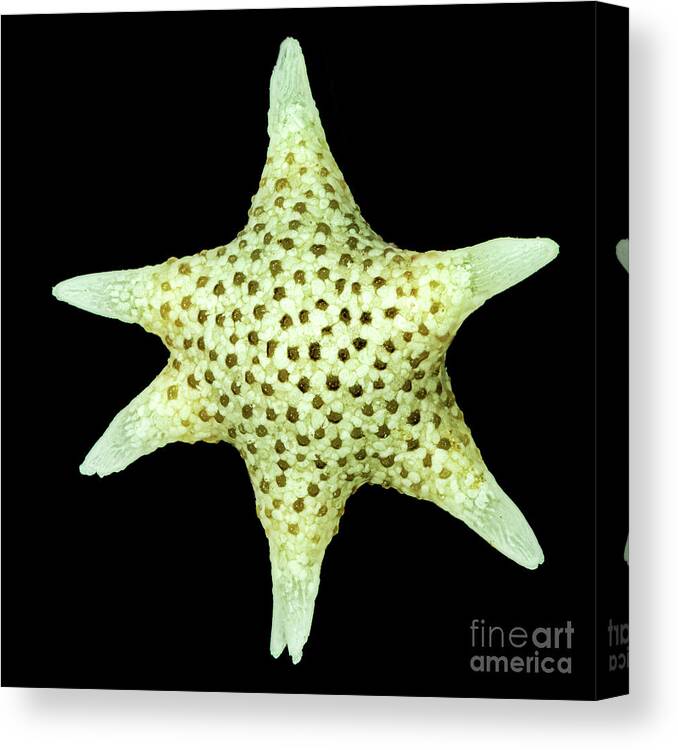 Animal Canvas Print featuring the photograph Star Sand Foraminifera by Gerd Guenther/science Photo Library