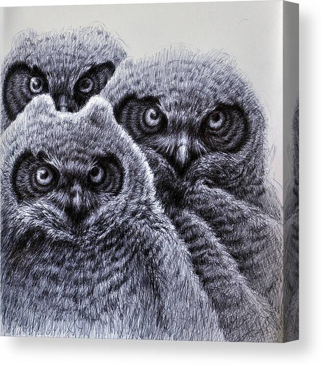 Birds Canvas Print featuring the drawing Three Amigos by Rick Hansen