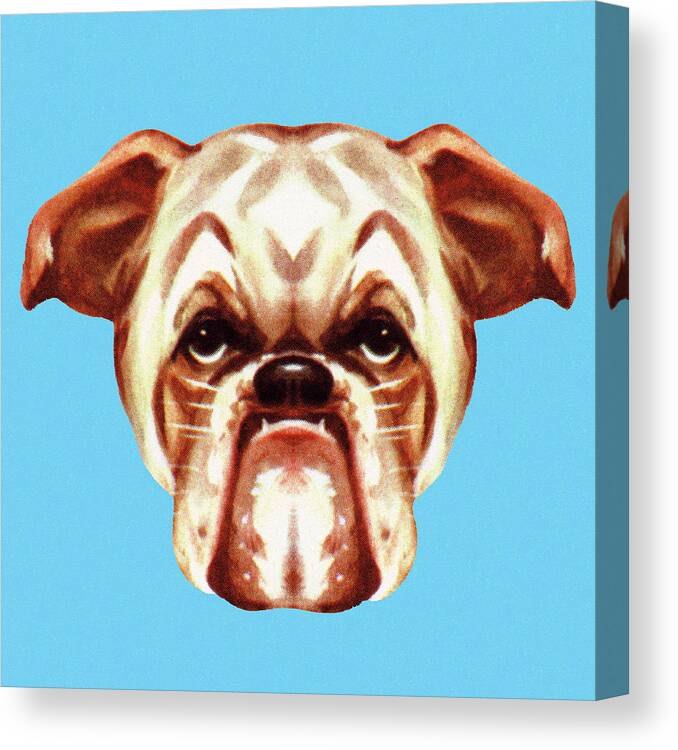 Animal Canvas Print featuring the drawing Bulldog by CSA Images