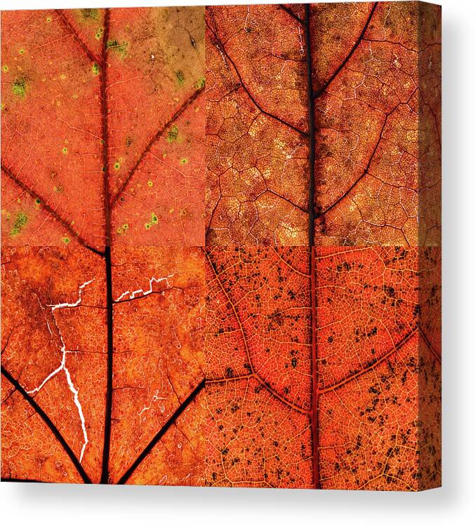 Swatch Canvas Print featuring the photograph Swatches - Autumn Leaves inspired by Gerhard Richter by Shankar Adiseshan