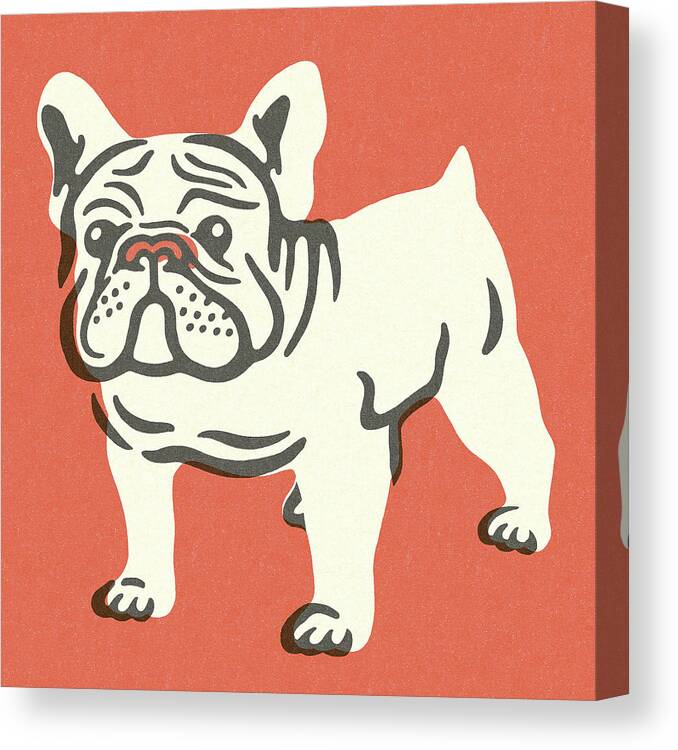 Animal Canvas Print featuring the drawing Bulldog by CSA Images