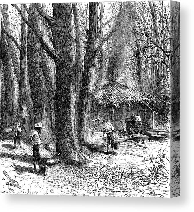 1867 Canvas Print featuring the photograph 19th Century Canadian Maple Syrup Production by Collection Abecasis/science Photo Library