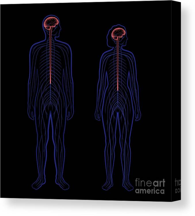 Central Canvas Print featuring the photograph Central Nervous System #2 by Pikovit / Science Photo Library