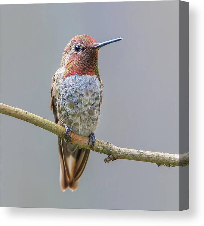 Animal Canvas Print featuring the photograph Male Anna's Hummingbird #3 by Briand Sanderson