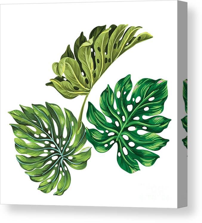Forest Canvas Print featuring the digital art 3 Vector Tropical Palm Leaves by Rosapompelmo
