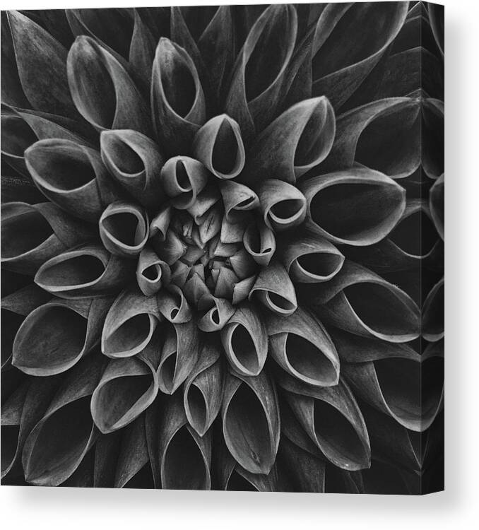 Dahlia Canvas Print featuring the photograph Dahlia #4 by Lotte Grnkjr