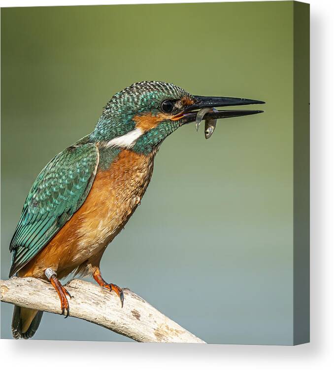 Animal Canvas Print featuring the photograph Kingfisher #4 by Boris Lichtman