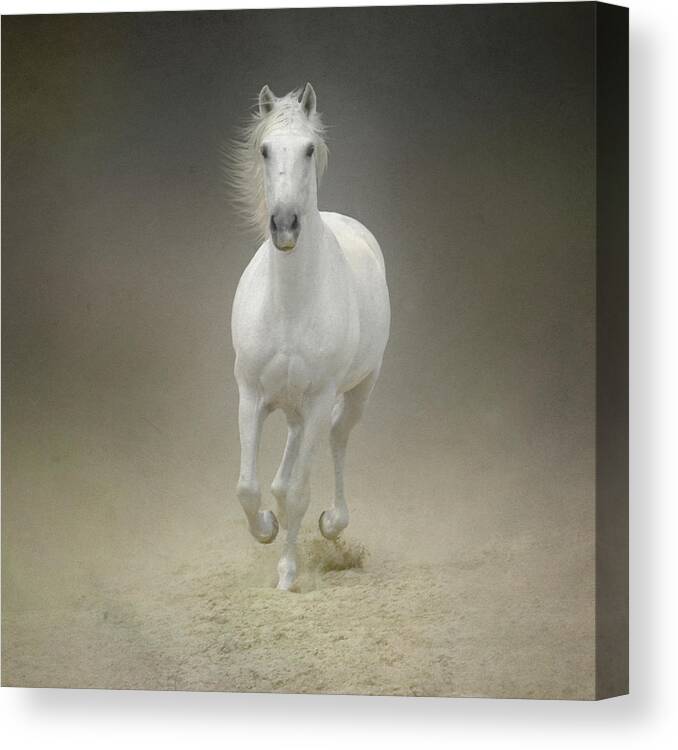 Horse Canvas Print featuring the photograph White Horse Galloping #4 by Christiana Stawski
