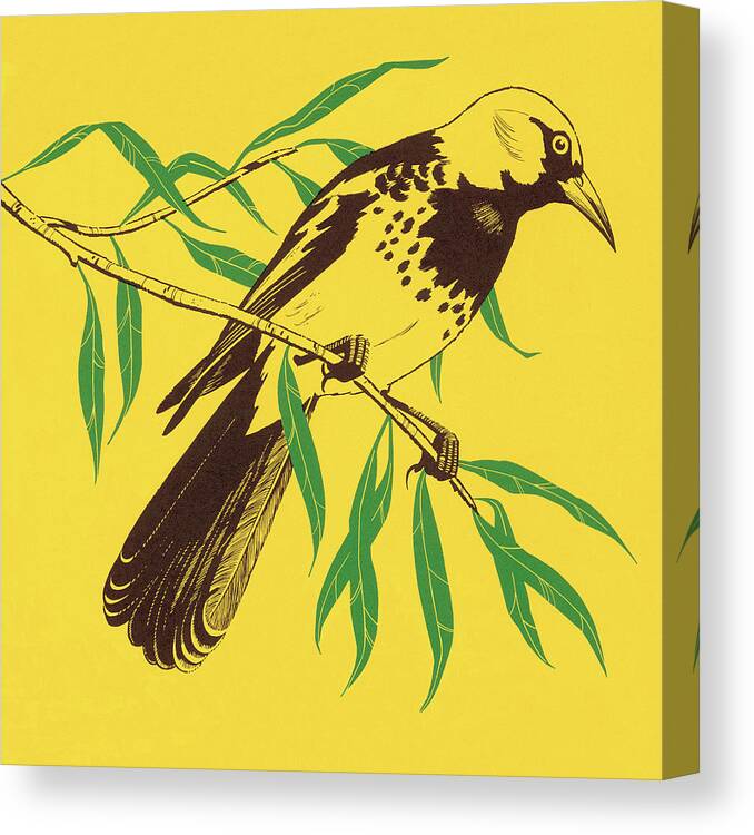 Animal Canvas Print featuring the drawing Yellow Bird #4 by CSA Images