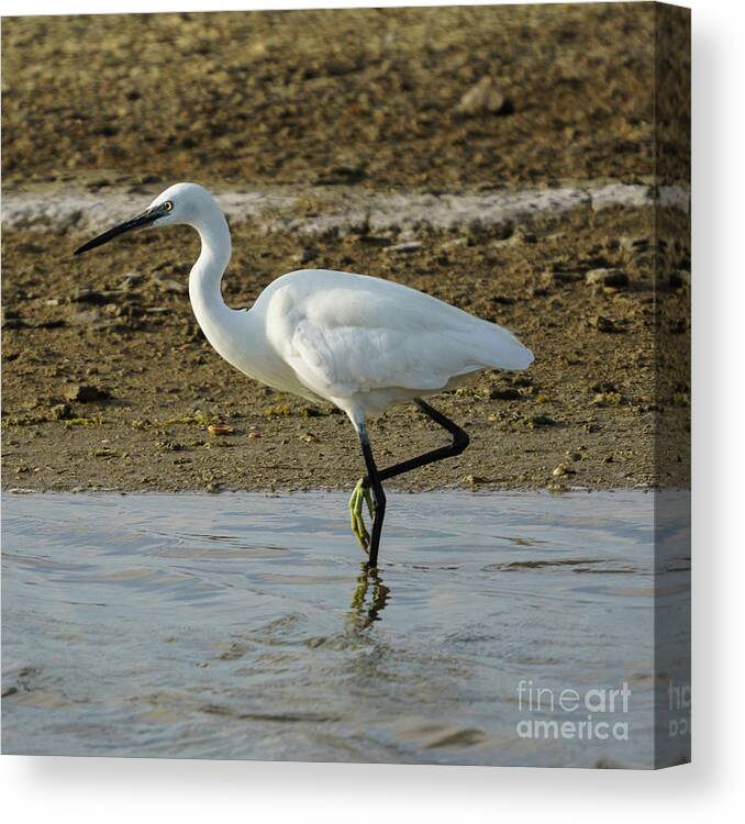 Lake Canvas Print featuring the photograph Little Egret Egretta Garzetta #5 by Pablo Avanzini