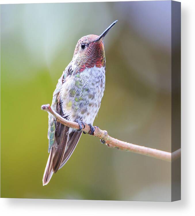 Animal Canvas Print featuring the photograph Male Anna's Hummingbird #5 by Briand Sanderson