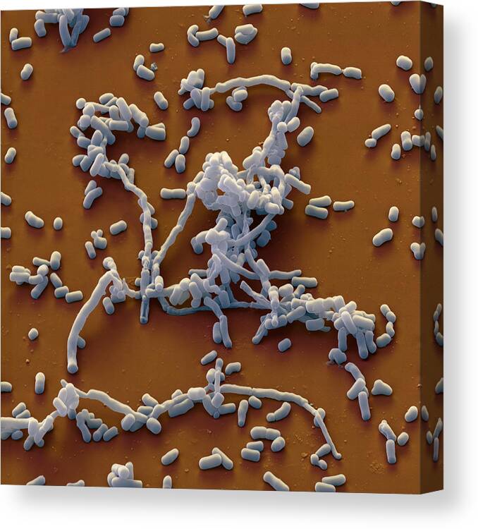 Actinobacteria Canvas Print featuring the photograph Streptomyces Sp., Sem #6 by Meckes/ottawa