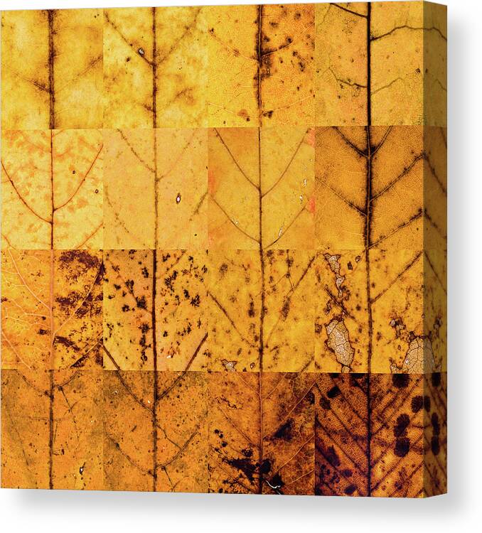 Swatch Canvas Print featuring the photograph Swatches - Autumn Leaves inspired by Gerhard Richter by Shankar Adiseshan