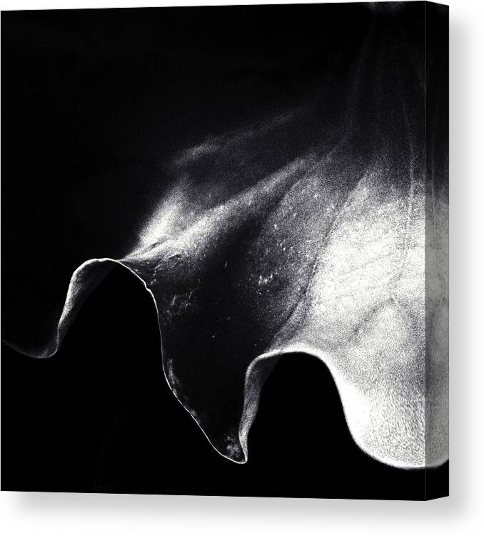Light Canvas Print featuring the photograph A Kiss Of Light by Piet Flour