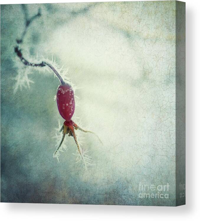 Rosehip Canvas Print featuring the photograph A single beauty by Priska Wettstein