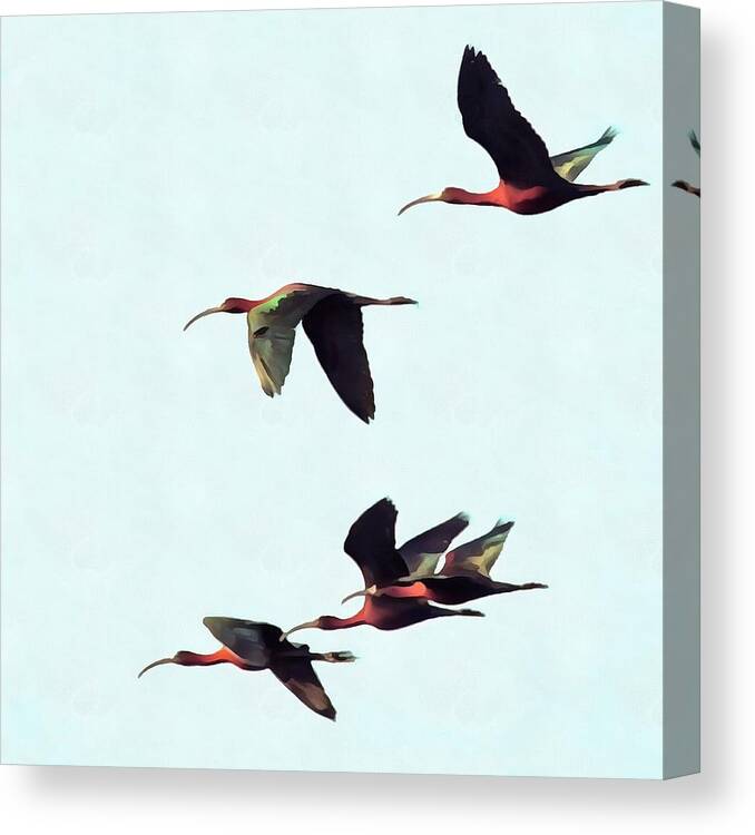 Animal Canvas Print featuring the painting A Wedge of Glossy Ibises In Flight by Taiche Acrylic Art
