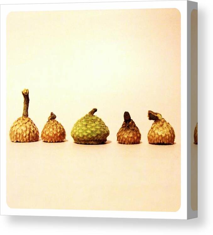 Nut Canvas Print featuring the photograph Acorn Tops by Skye Zambrana Photography
