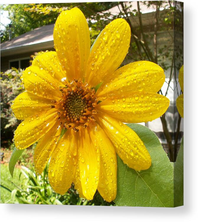 Flowers Canvas Print featuring the photograph After the Rain by Karen Stansberry