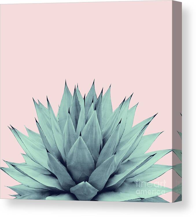 Photography Canvas Print featuring the mixed media Agave Blush Summer Vibes #1 #tropical #decor #art by Anitas and Bellas Art