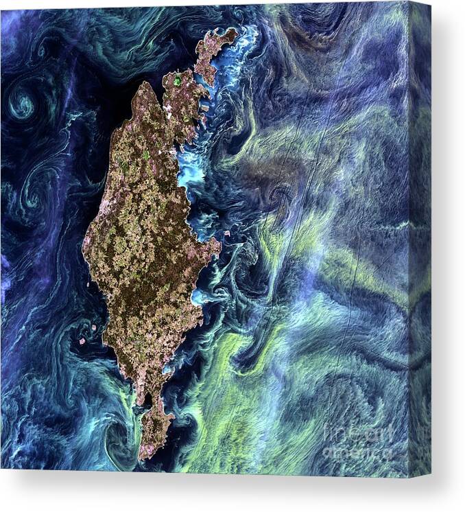 Algal Bloom Canvas Print featuring the photograph Algae Bloom In The Baltic Sea by Usgs/nasa/landsat 7/science Photo Library