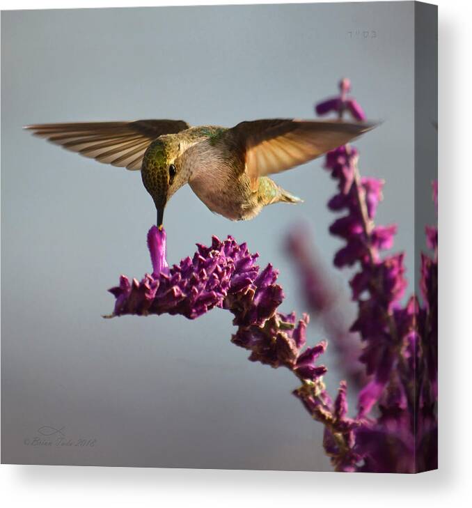 Wildlife Canvas Print featuring the photograph Anna's Hummingbird Sipping Nectar from Salvia Flower by Brian Tada